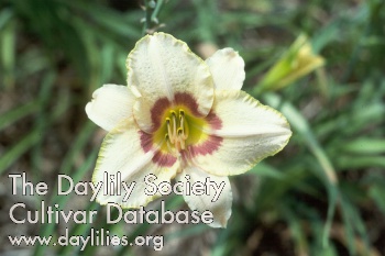 Daylily Gay Cravat